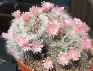 fiori del cactus